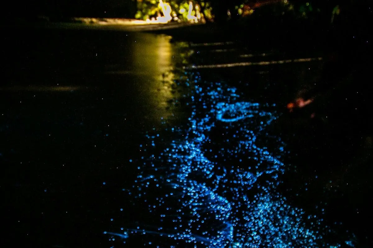 Bioluminescent glow illuminating the shoreline at night