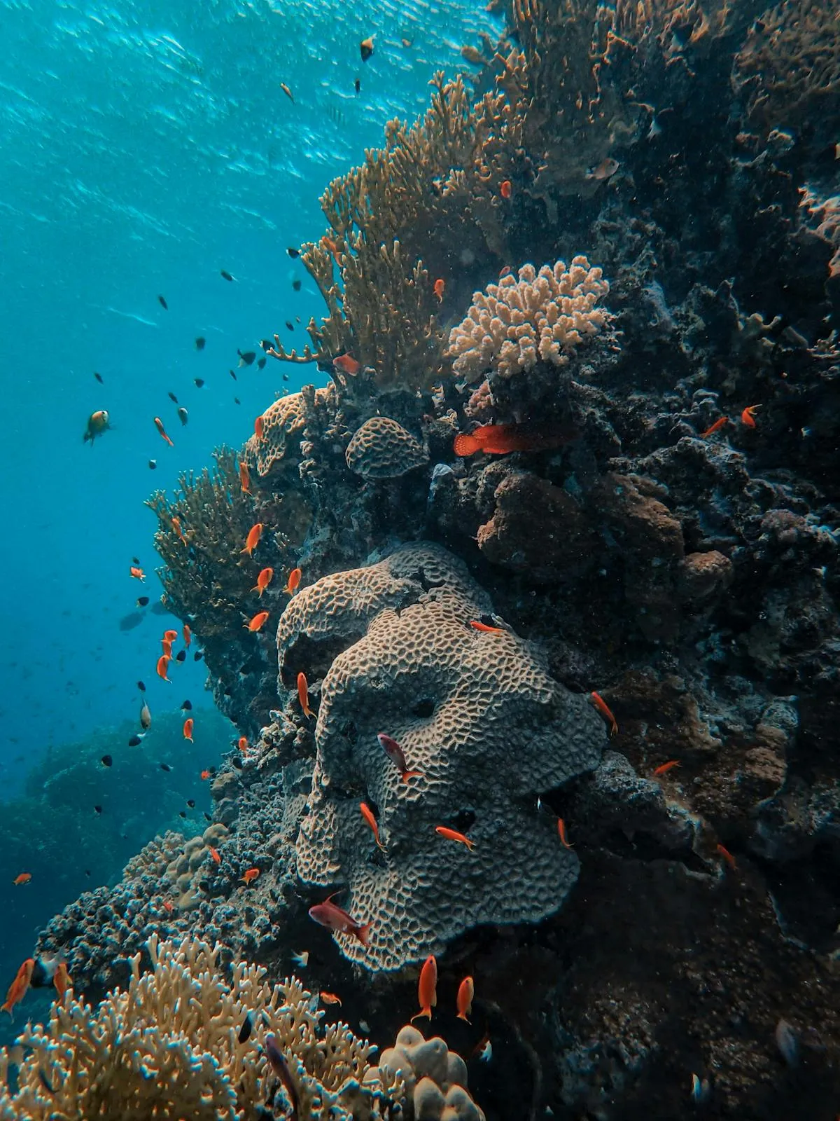 A vibrant coral reef teeming with fish