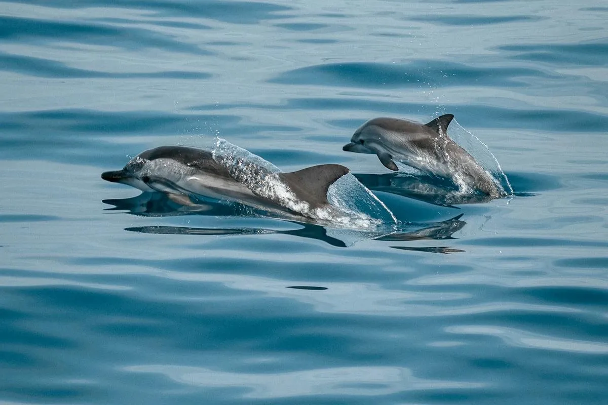 Dolphins leaping out of the ocean