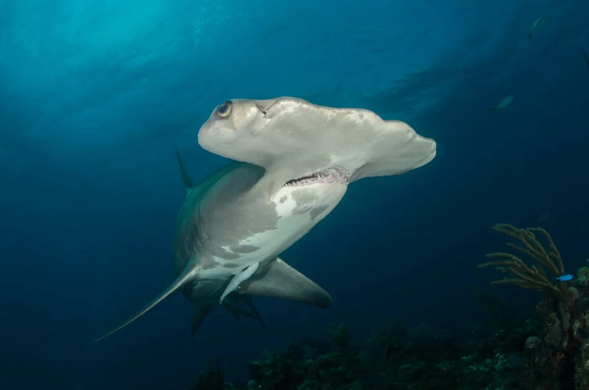 A hammerhead shark swimming underwater