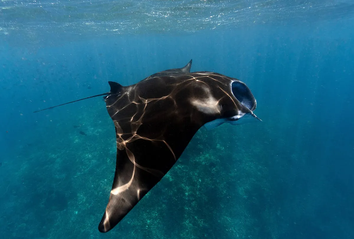 A manta ray gliding through turquoise water