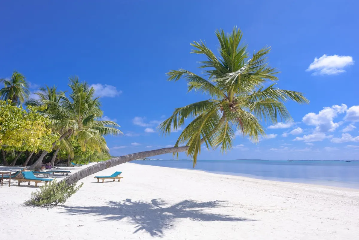A coconut palm tree leaning over a tropical beach
