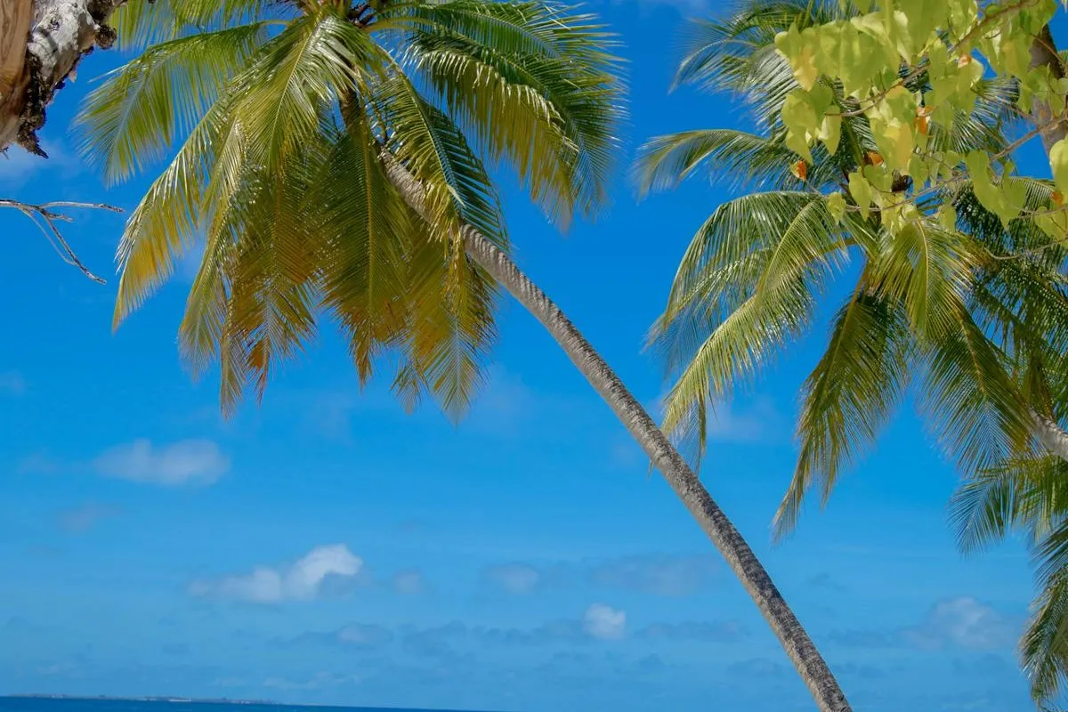 A palm tree by the turquoise sea on a Maldivian island
