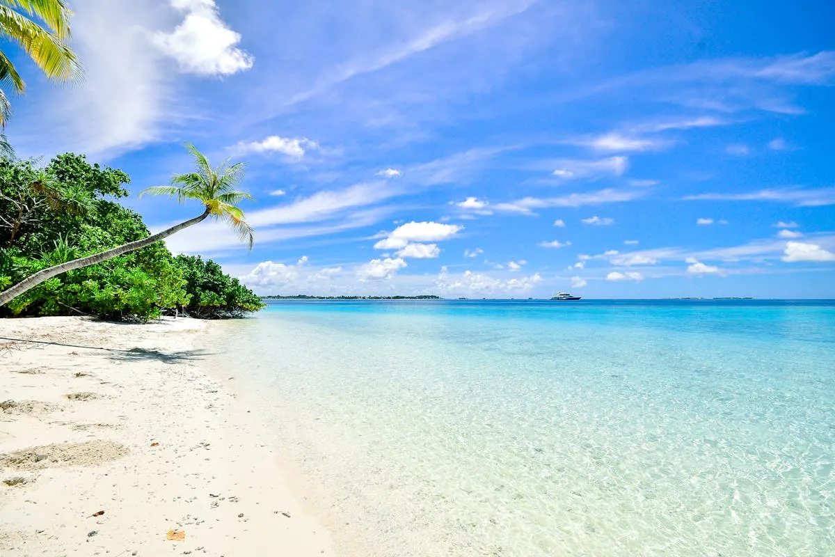 Trees on a shoreline in the Maldives with calm waters