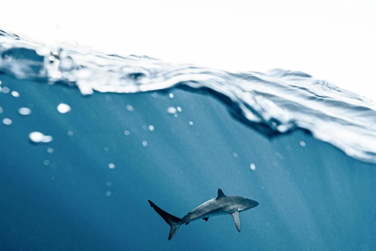 A reef shark swimming in clear tropical water