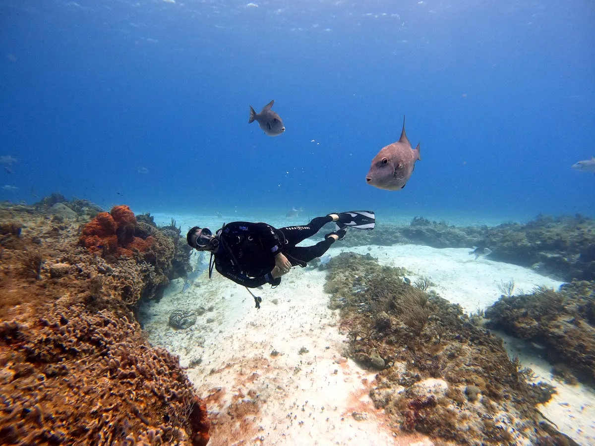A scuba diver exploring a vibrant coral reef