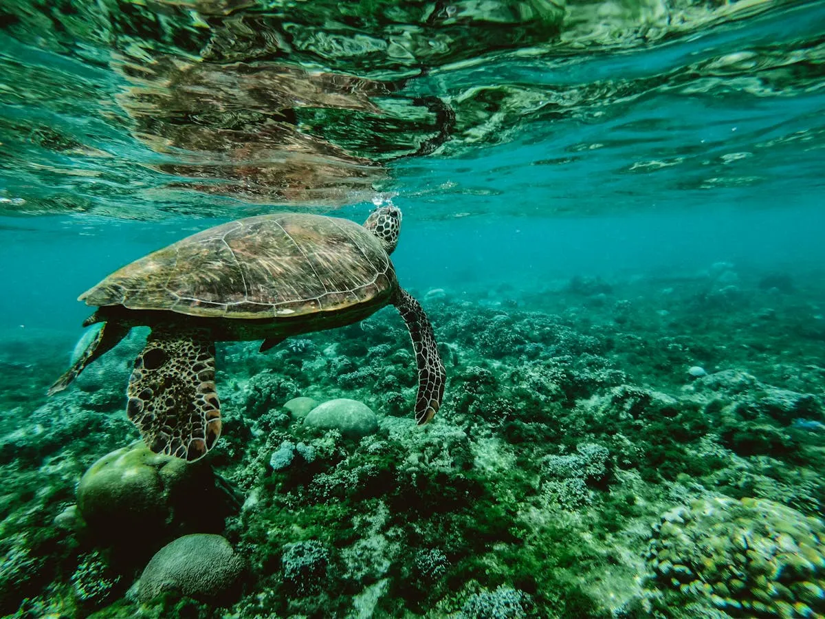 A sea turtle swimming above a coral reef