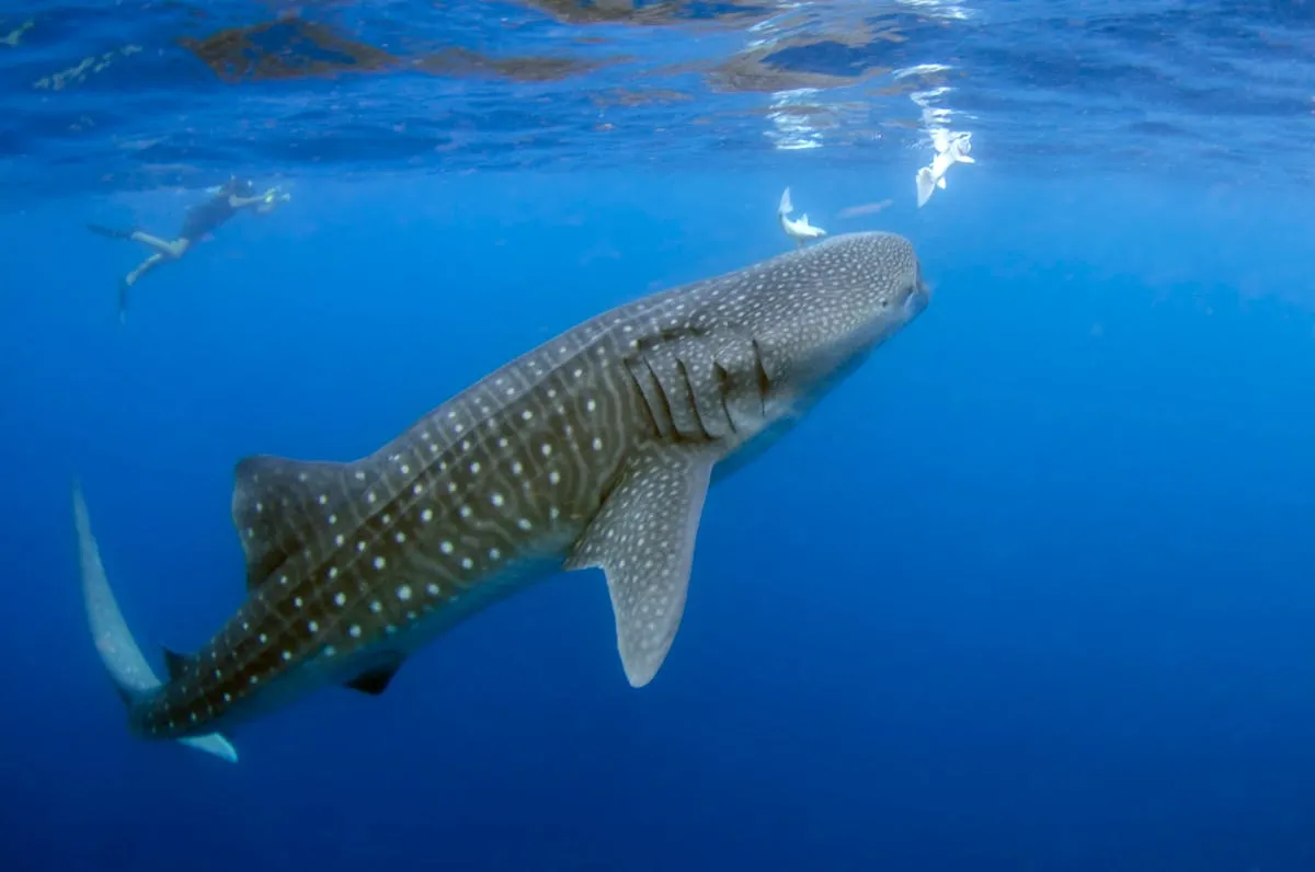 A whale shark swimming near the surface of the ocean